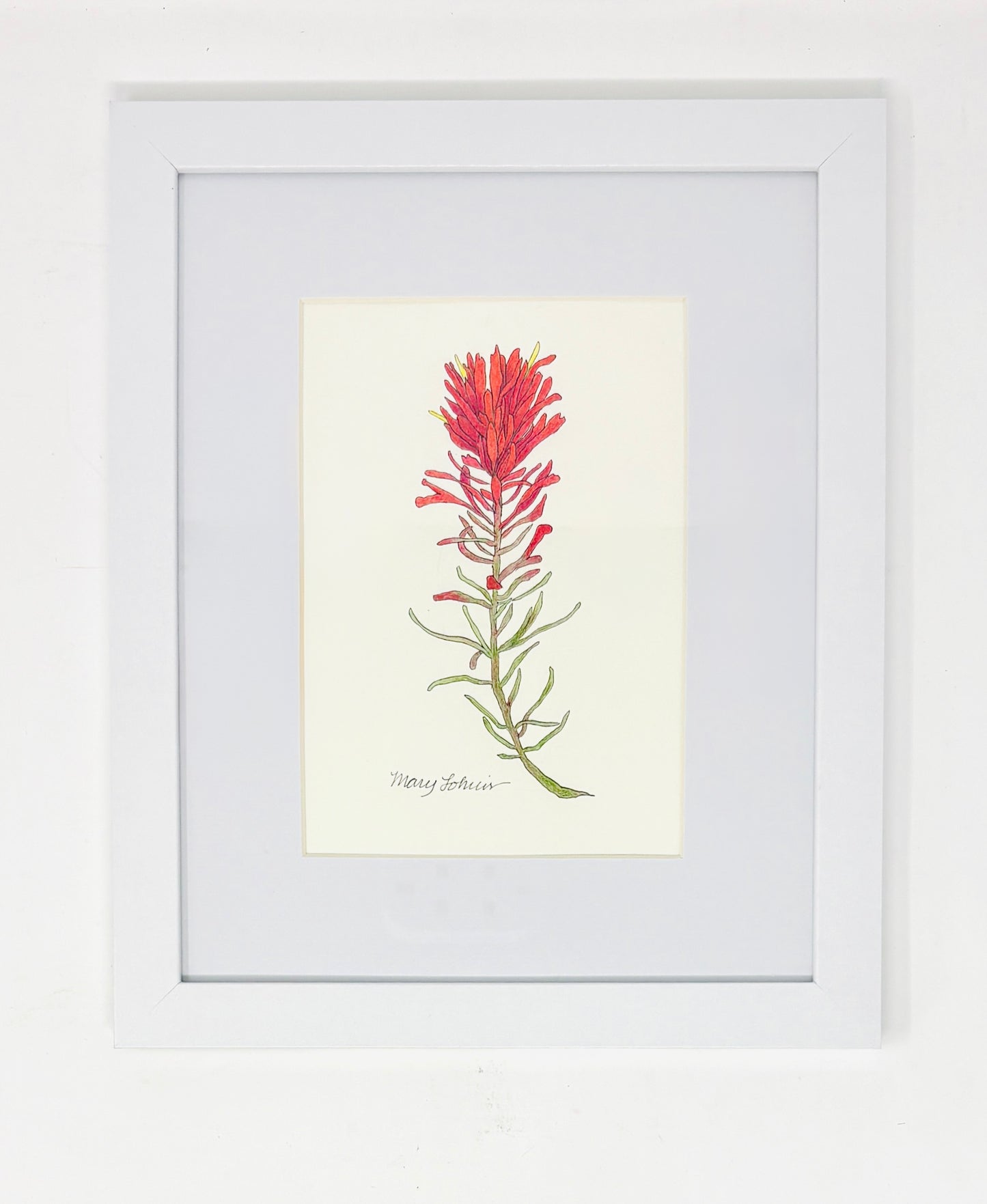 Mary Lohuis: Indian Paintbrush Drawing