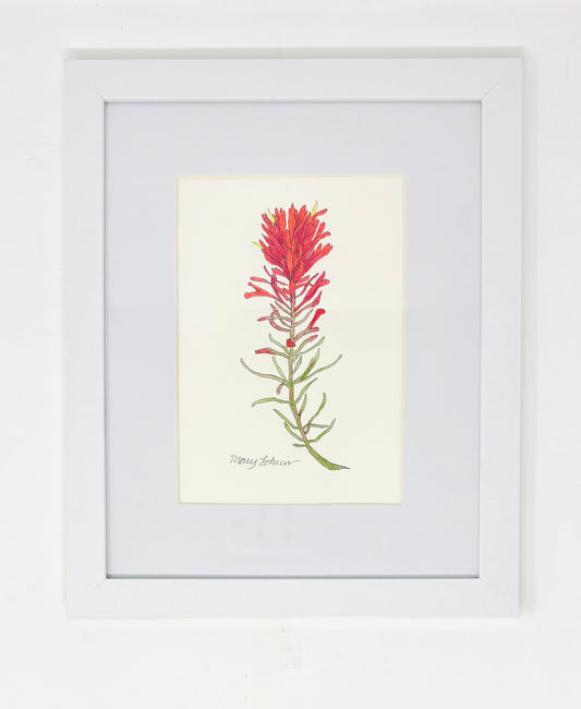 Mary Lohuis: Indian Paintbrush Drawing