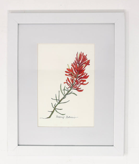 Mary Lohuis: Indian Paintbrush #2 Drawing