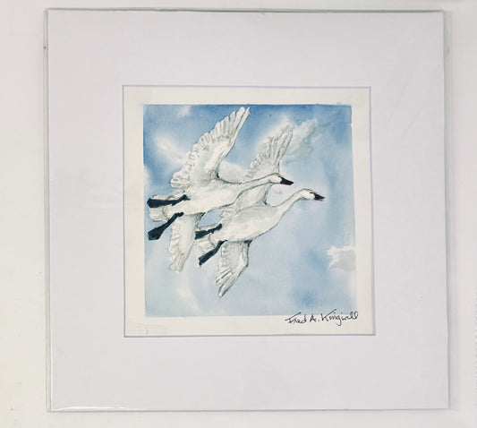 Fred Kingwill: Trumpeter Swans