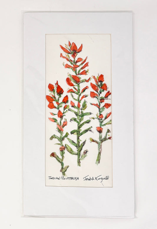 Fred Kingwill: Indian Paintbrush