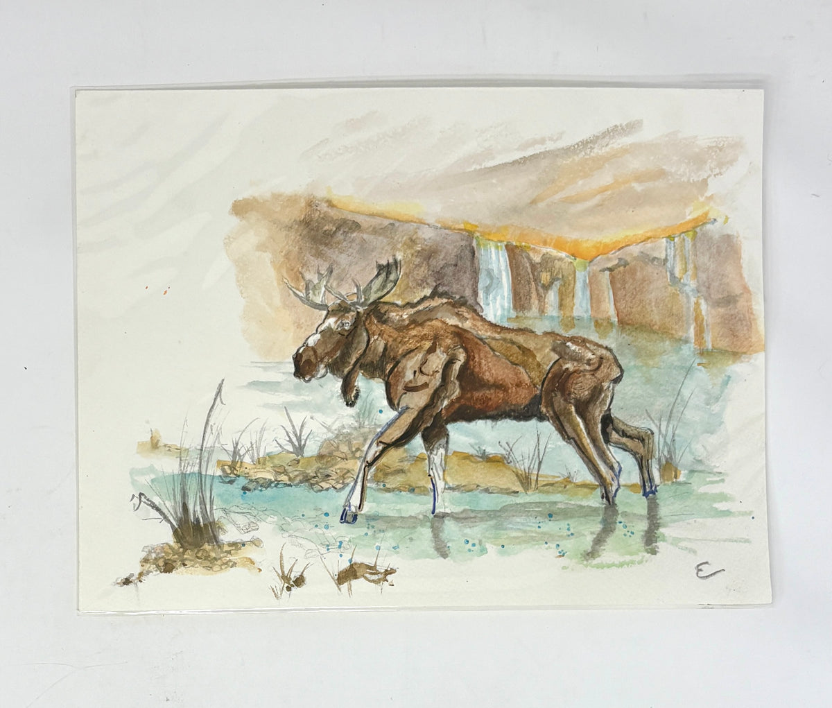 Steve Ehrlich: Moose Watercolors