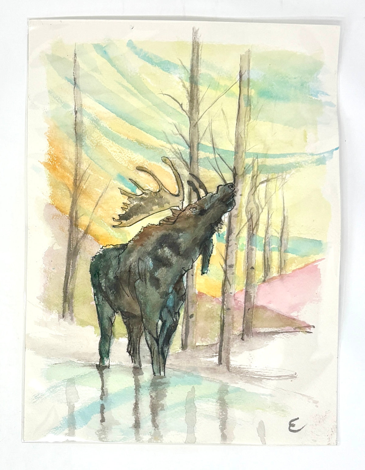 Steve Ehrlich: Moose Watercolors