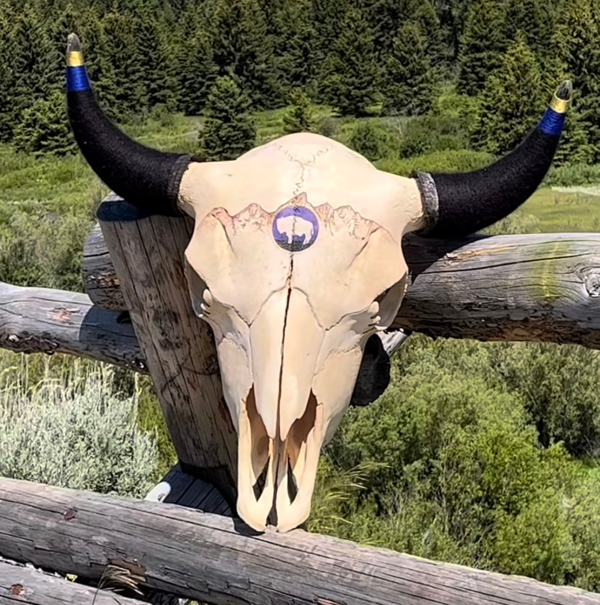Lyndsay Rowan: Bison Teton Skull