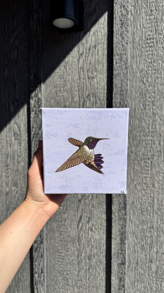 Becca Bouley: Hummingbird (Lavender)