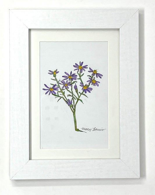 Mary Lohuis: Original Asters Drawing (sm)