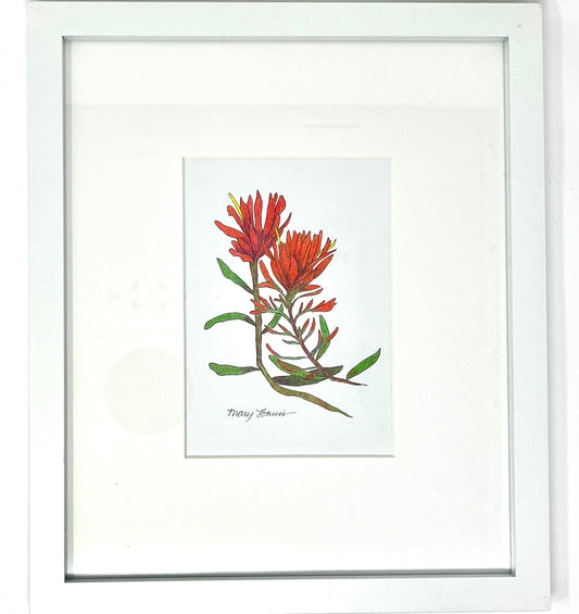 Mary Lohuis: Indian Paintbrush Original