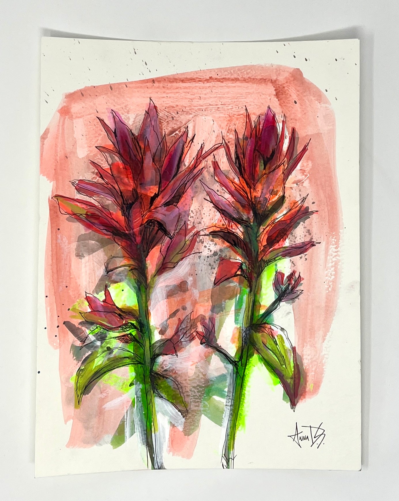 Anna Douglas Smith: Indian Paintbrush