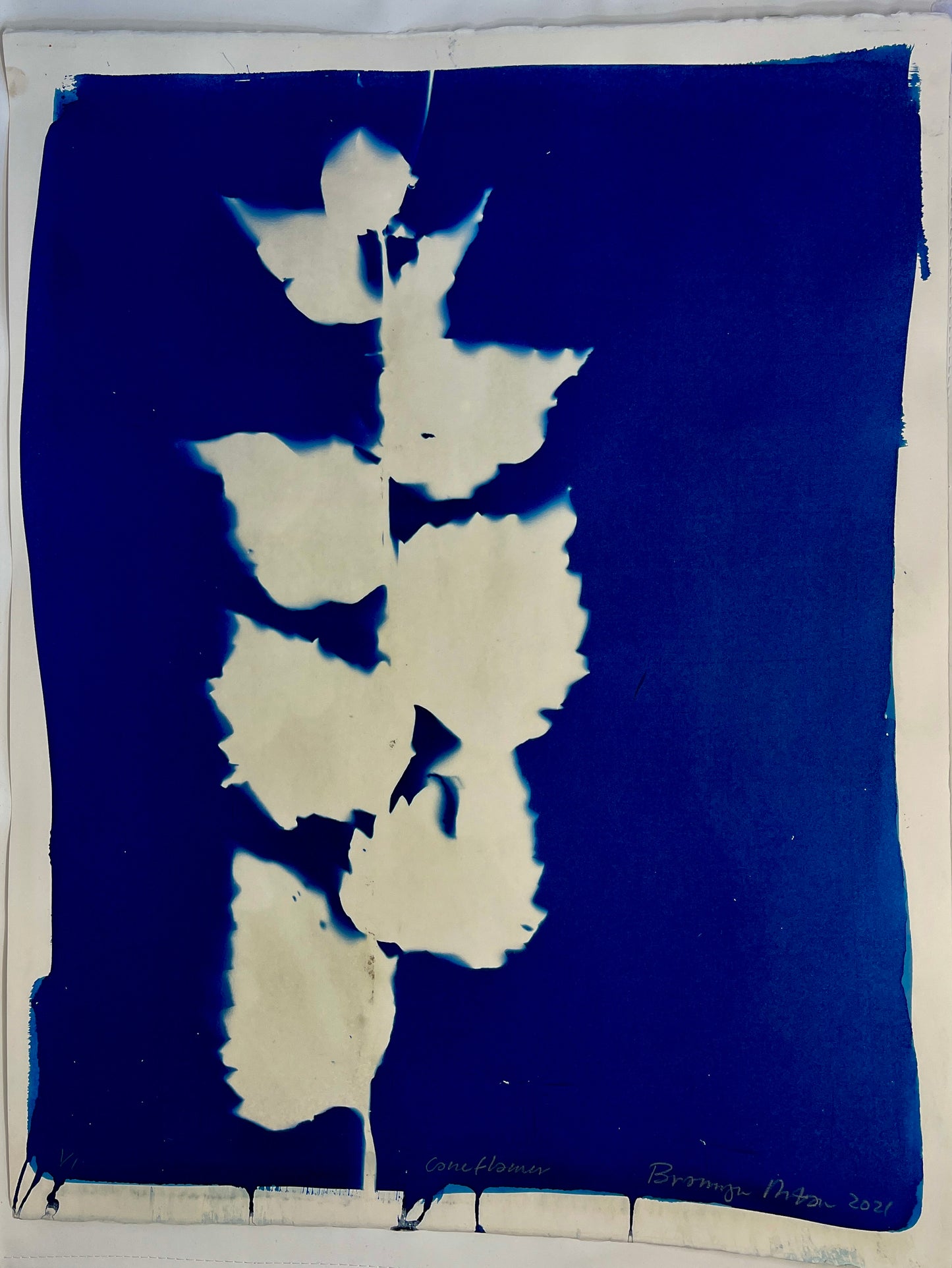 Bronwyn Minton: Cyanotype