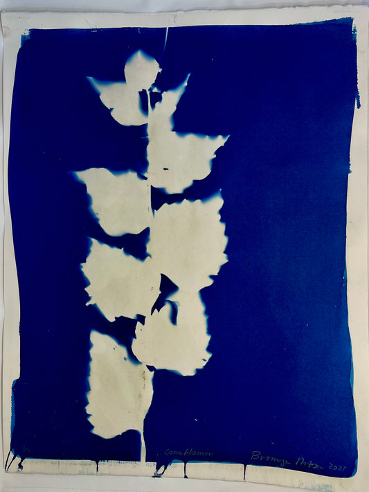 Bronwyn Minton: Cyanotype (G)