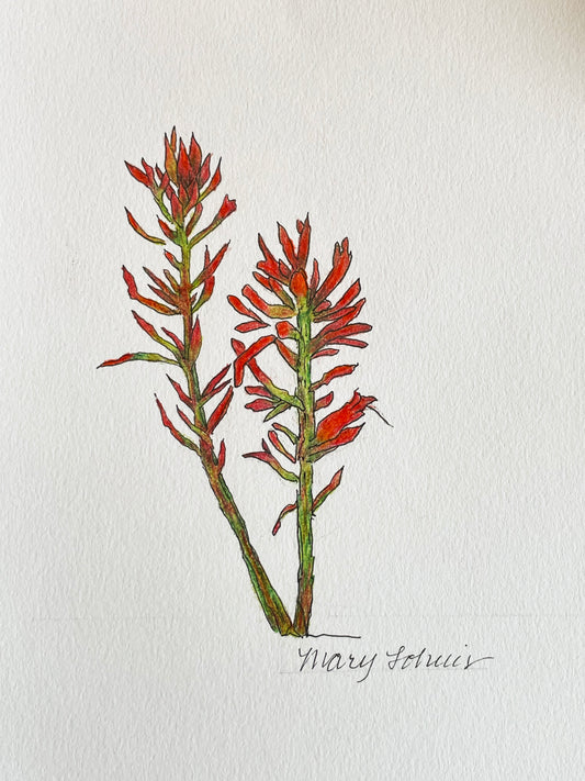 Mary Lohuis: Original Indian Paintbrush Drawing 2 (sm)