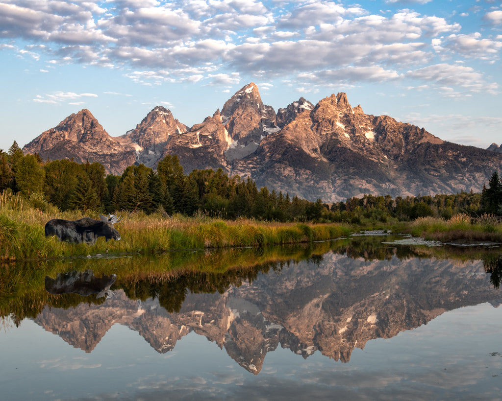 Michael S Cohen: Schwabacher's Magic