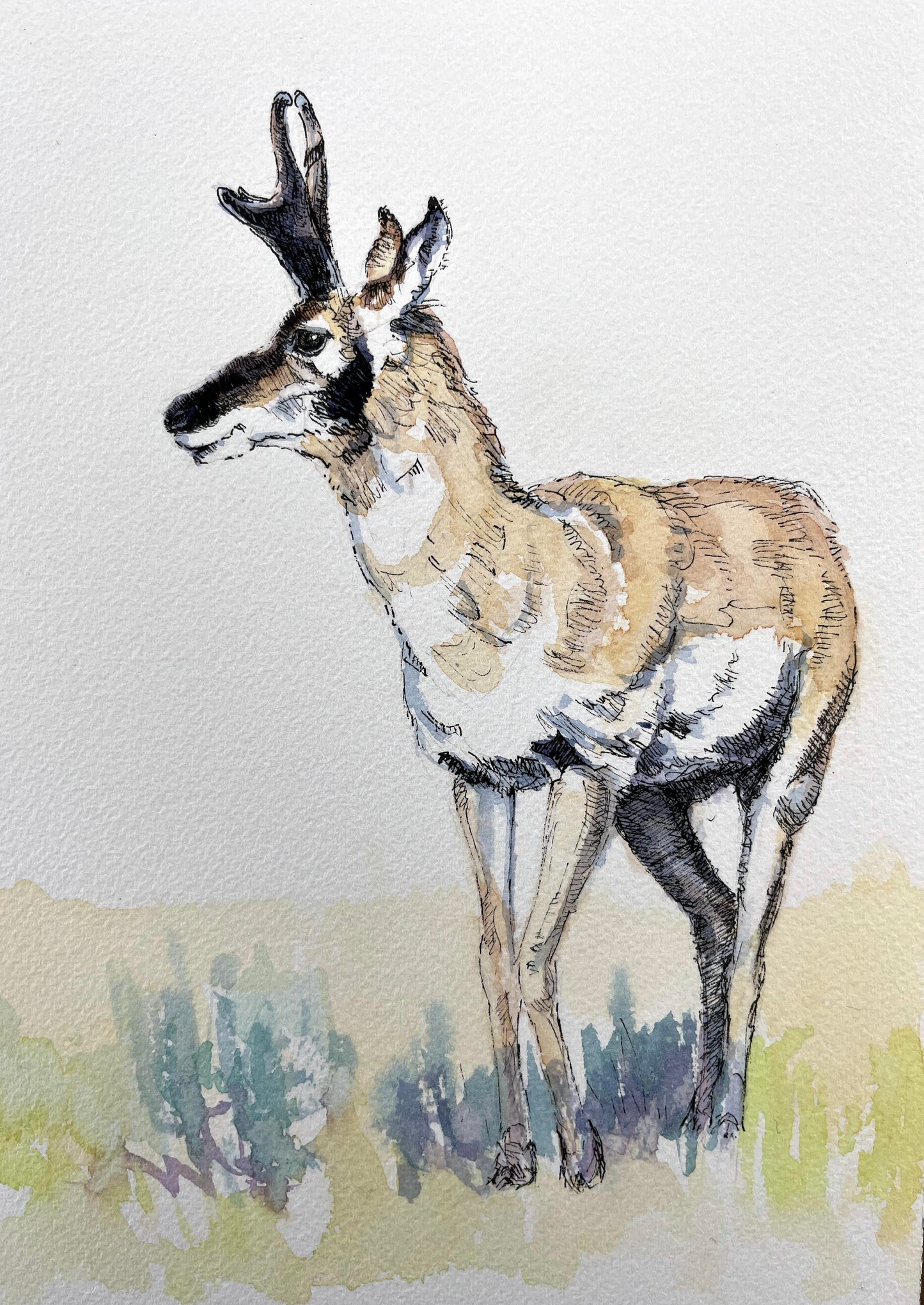 Andy Taylor: Pronghorn