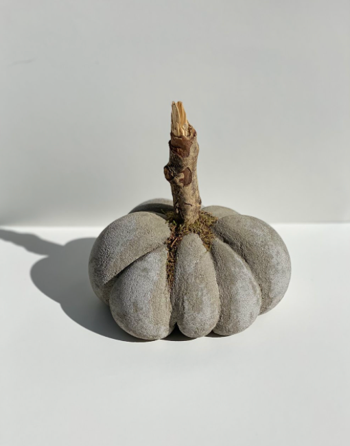 Ally Giorno: Gourd 4