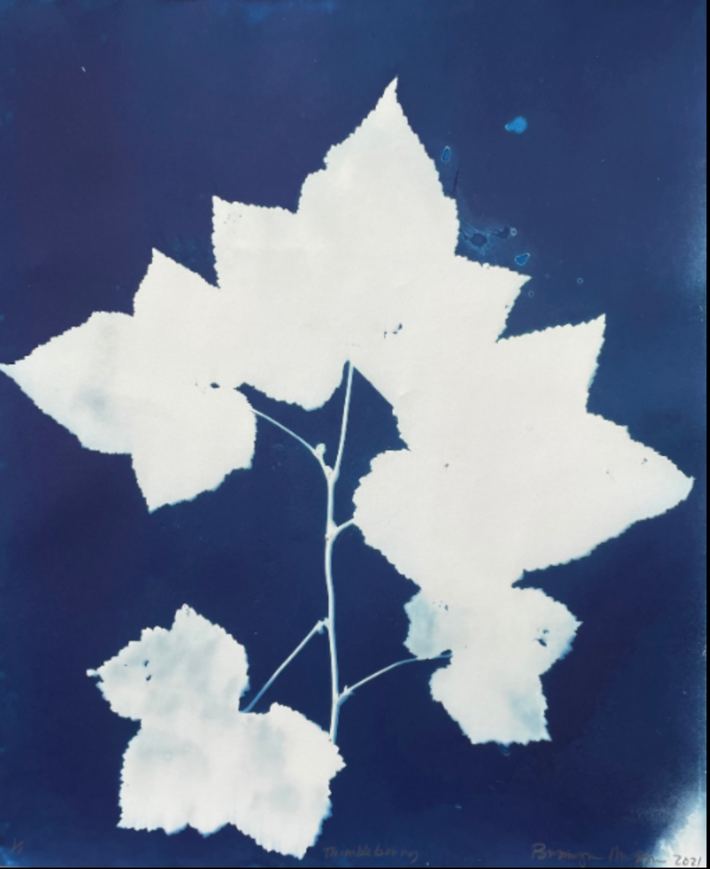 Bronwyn Minton: Cyanotype