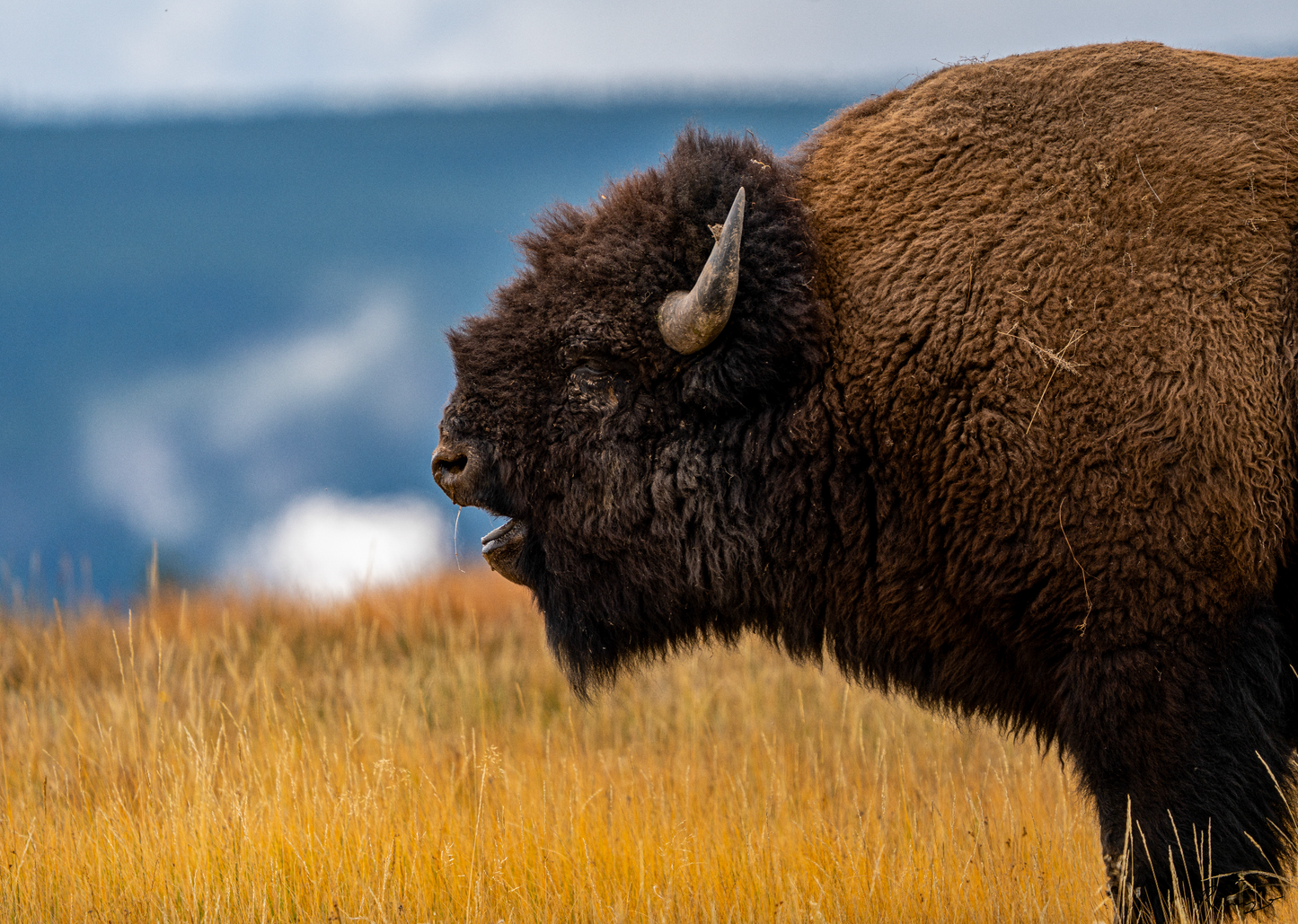 Rob Fiamengo: Bison Photograph