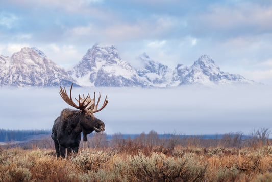 Steve Mattheis: King of the Tetons, ed. 1/25