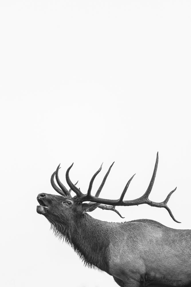 Steve Mattheis: Bull Elk Bugling