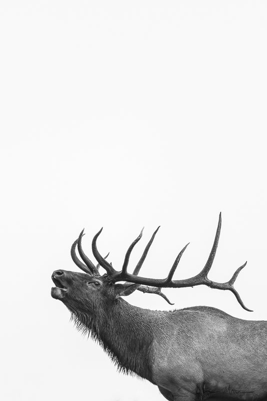 Steve Mattheis: Bull Elk Bugling