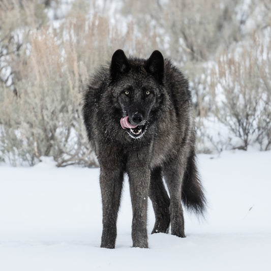 Steve Mattheis: The Big Bad Wolf