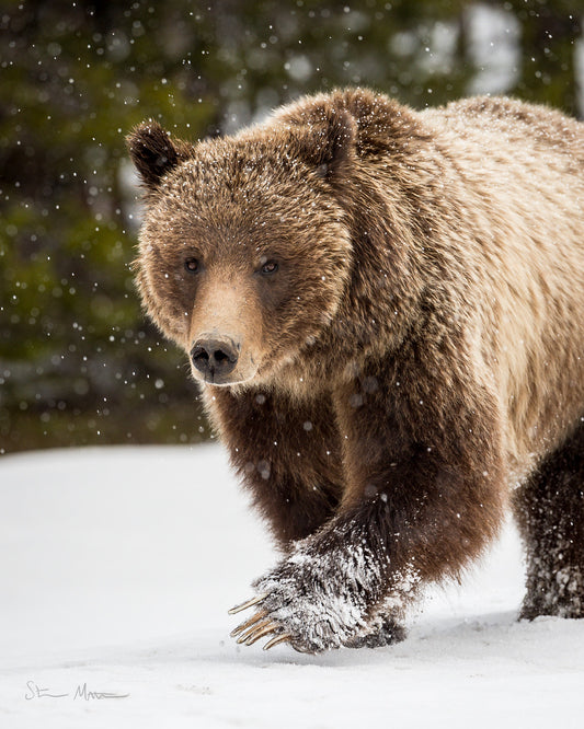 Steve Mattheis: Grizzly 399