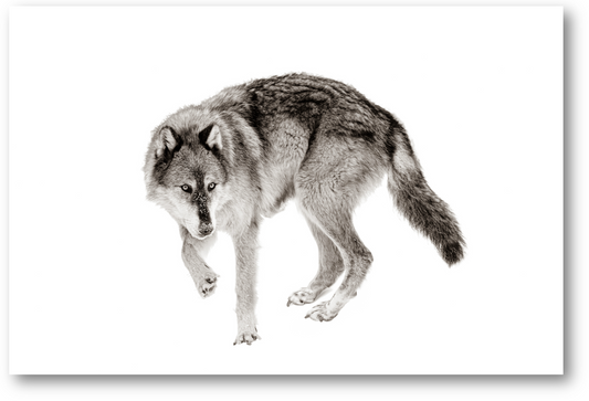 Michael S Cohen: Wolf on White (Acrylic Mount)