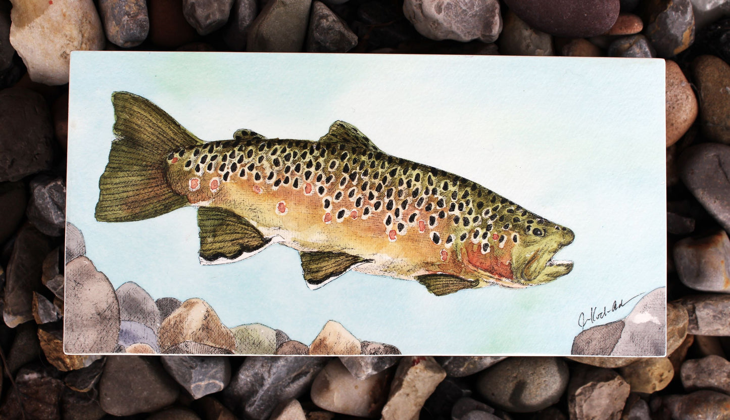 Jennifer Kocher-Anderson: Searching: Brown Trout