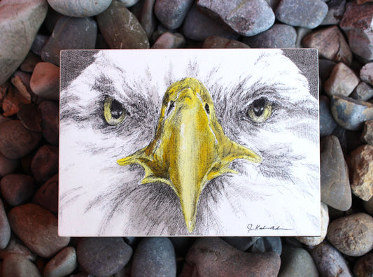 Freedom's Stare: Bald Eagle