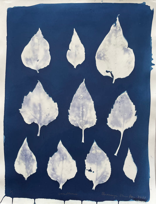 Bronwyn Minton: Cyanotype (D)