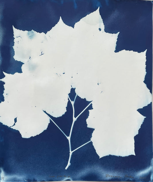 Bronwyn Minton: Cyanotype (E)