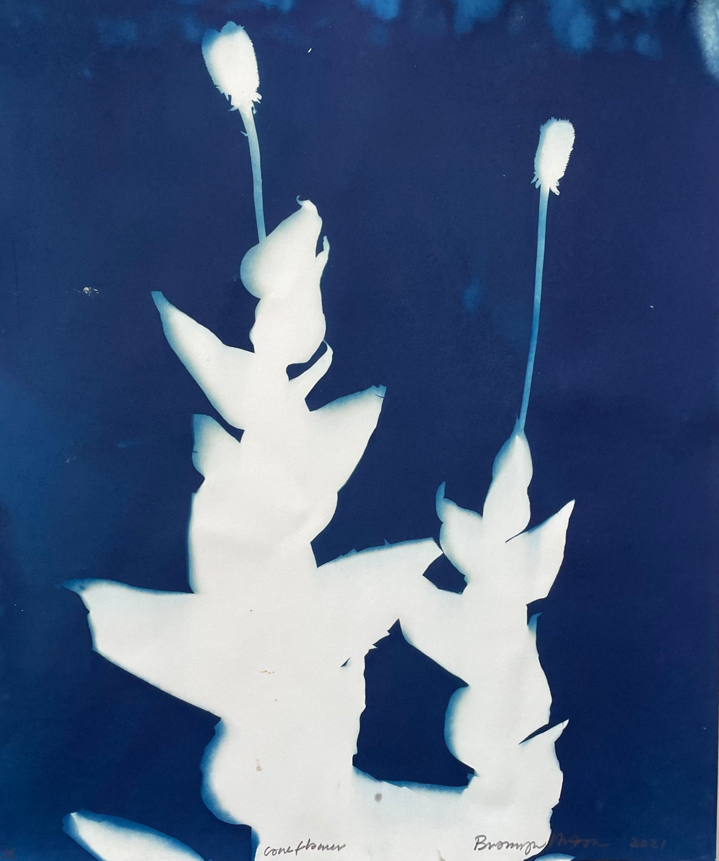 Bronwyn Minton: Cyanotype Framed