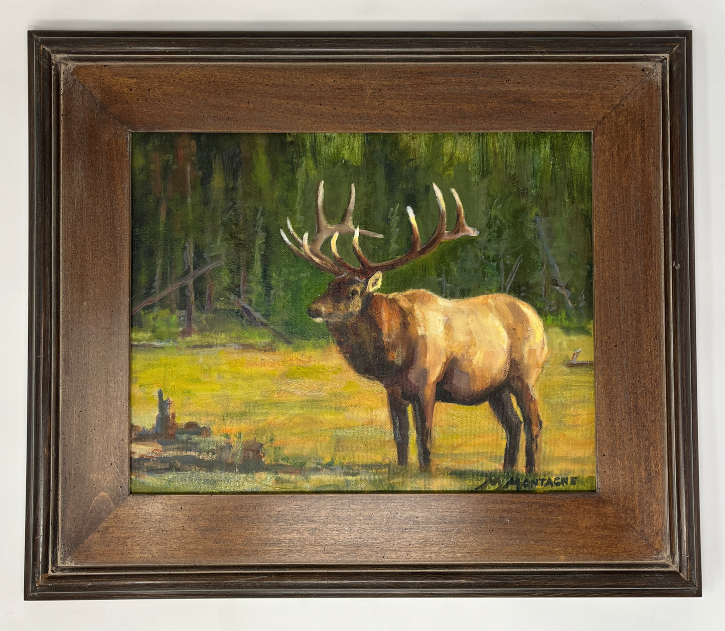 Matt Montagne: Majestic Bull Elk