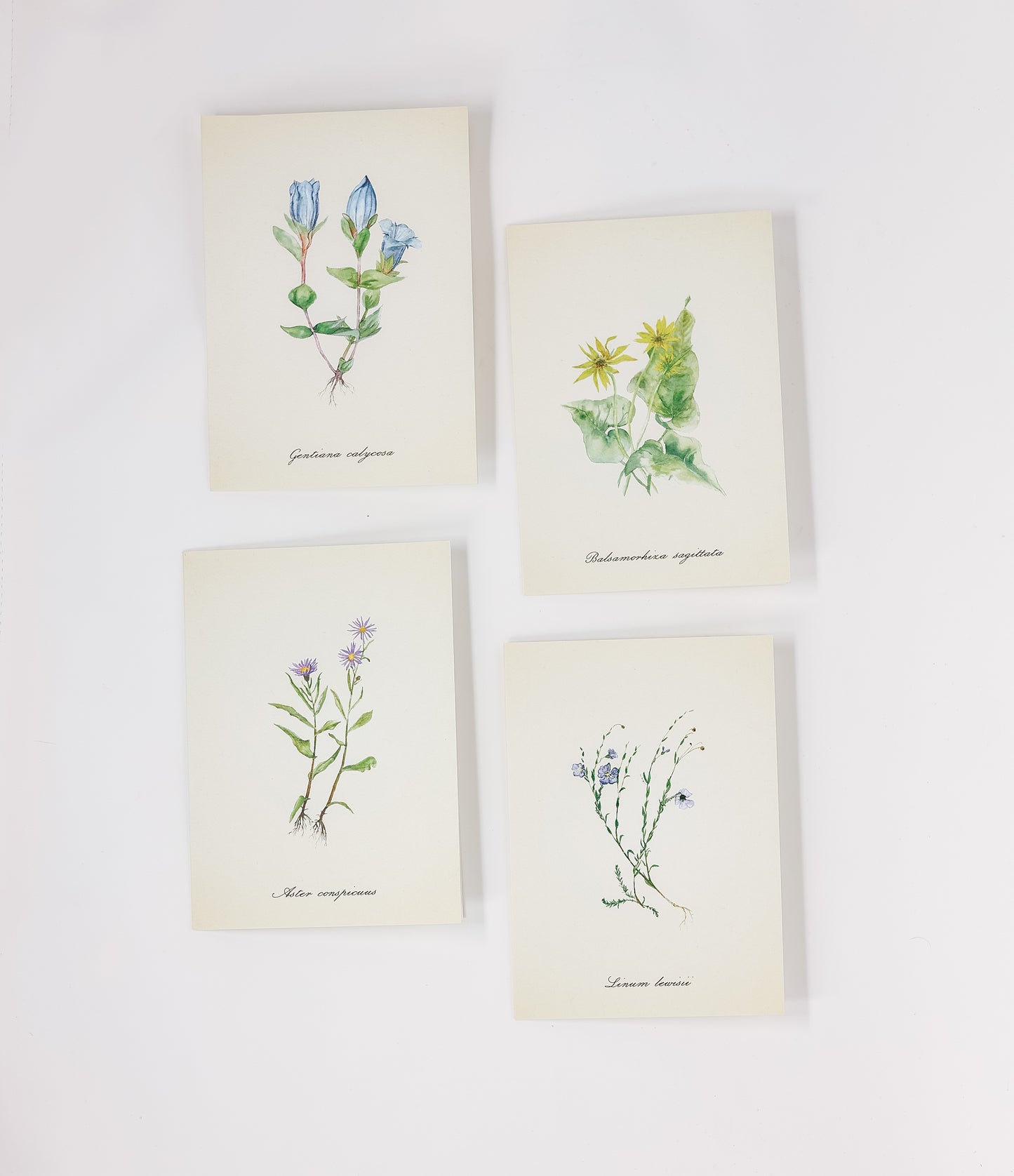Julia Brady: Teton Wildflower Greeting Cards
