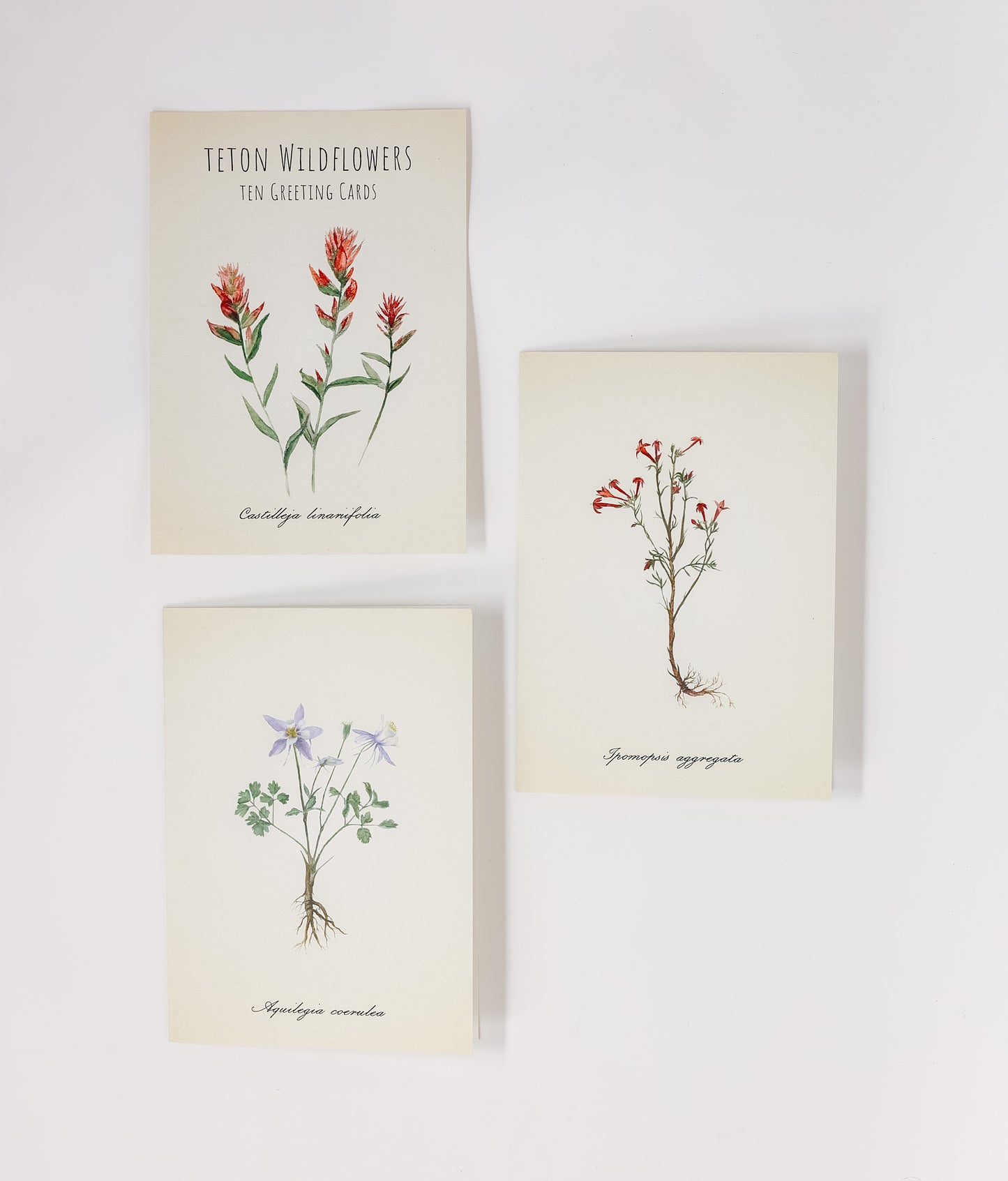 Teton Wildflower Greeting Cards